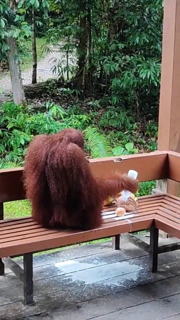 Semenggoh Wildlife Center Kuching Sarawak.orangutan wildlife borneo sarawak