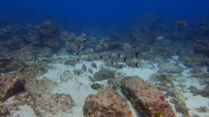 Scuba Diving at Flat Rock, NORTH STRADBROKE (epic visibility)