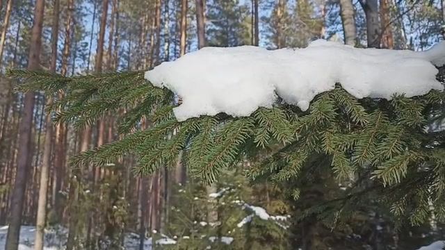Утро в Вятском лесу. Красивая мелодия - Доброе утро.