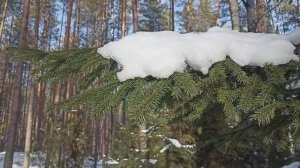 Утро в Вятском лесу. Красивая мелодия - Доброе утро.
