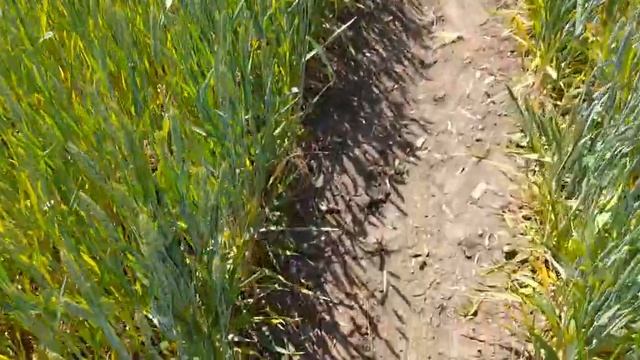 21 мая 2024 Живительная влага сработала! смотреть онлайн