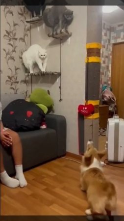 котики + собаки = война🤣🤣🤣
(видео не мое!)