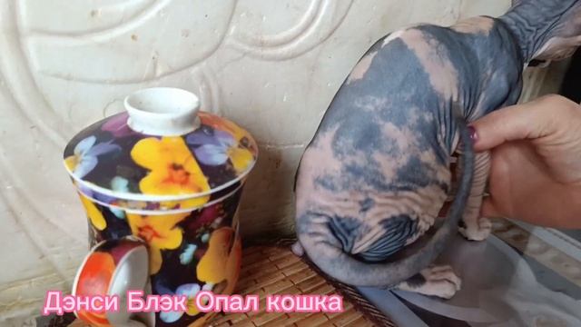 Актирование пометД питомник Блэк Опал