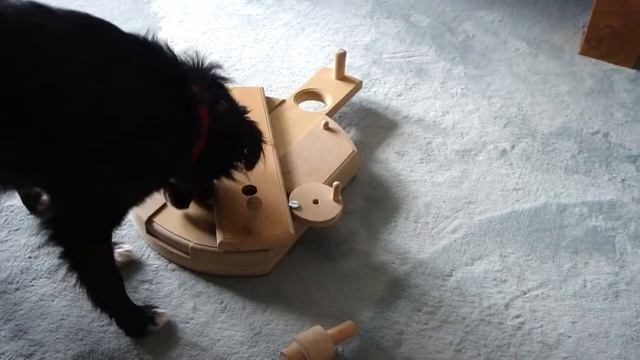 Perro mit Pauli`s  Multi-Quadro Hund Intelligenzspielzeug (geliehen)