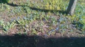 Красивые цветы (танка)