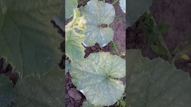 Белокрылка,дыни,томаты,чем спасаю.