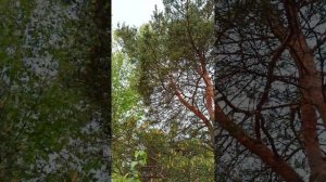 ПОКУПКА ПЫЛЬЦЫ СОСНЫ. Часть 3.