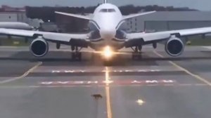 Самолет пропускает необычного пешехода