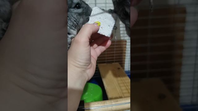 Черника стачивает зубки. смотреть онлайн