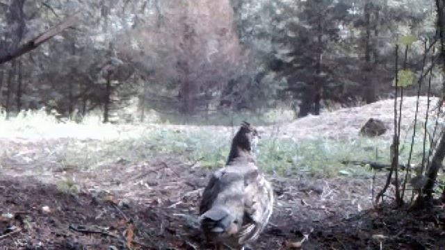 Рябчик смотреть онлайн