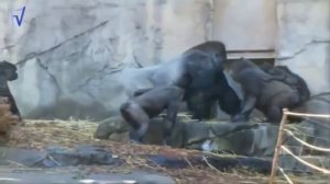 gorilla attack top 10 HD
