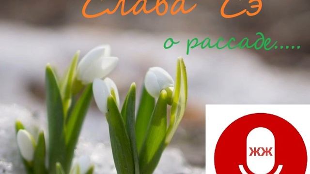 о рассаде рассказ Славы Сэ