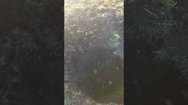 VID_20250307_174502