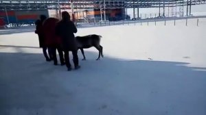 Олень в аэропорту.Сабетта