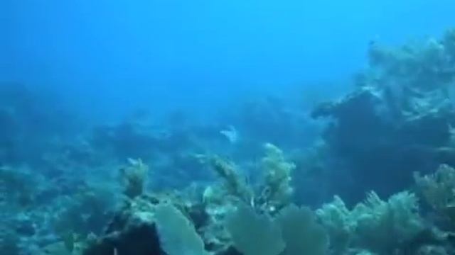 Key Largo Snapper Ledge Nurse Shark смотреть онлайн