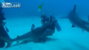 Как подружиться с акулой