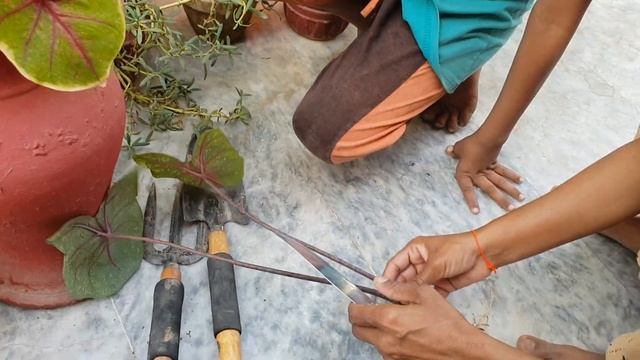 Caladium Plant Grow From Cutting (Urdu/Hindi) смотреть онлайн