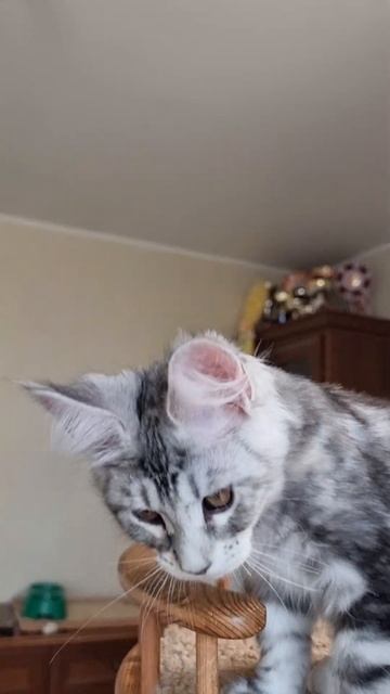 котёнок мейн кун из питомника Страна Гулливеров, gulliver-coon.ru