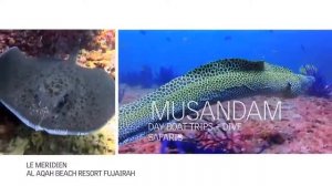 Le Meridien Al Aqah Beach Resort Fujairah