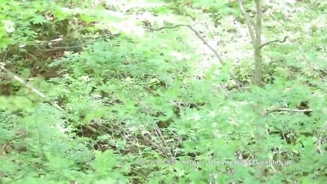 コルリ囀り 鳴き声 ※声のみ姿なし