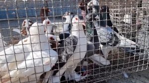 Голуби цены Птичий рынок г Прохладный-ч2
