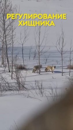 Регулирование Хищника 🎯🐺