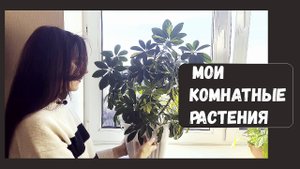 Обзор моих комнатных растений 🪴 Часть 1