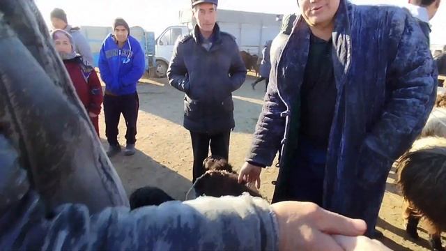 3-МАРТ ХОЖЕЛИ МАЛ БАЗАР/СКОТНЫЙ РЫНОК/BUQALAR/BIGGEST BULLS IN THE WORLD/BIGG BULLS
