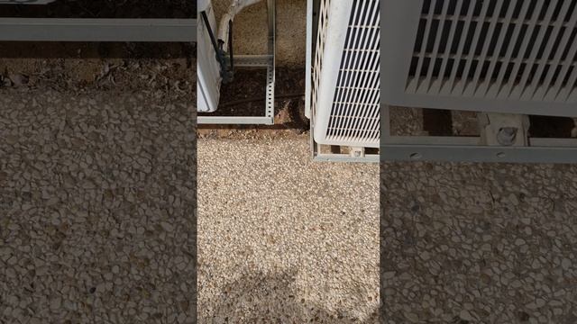 А у нас завелись ежики. 🦔 #shorts #video #love #nature #reels #funny #fun #life #happy #smile
