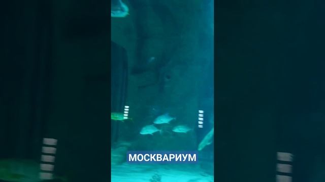 МОСКВАРИУМ. ВДНХ. смотреть онлайн