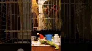 Говорящий ожереловый попугай Валера. Вечерние разговоры.