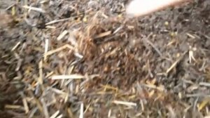 ДЕНДРОБЕНА!!!Маточник на соломе.