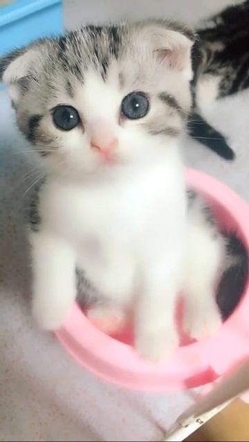 Милый котик мяу видео тикток #shorts #27765 смотреть онлайн