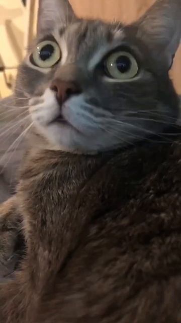 🐾  Немного юмора. Стих «Баловень» 🐱
