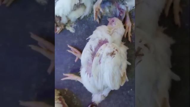 Ньюкаслская болезнь птиц