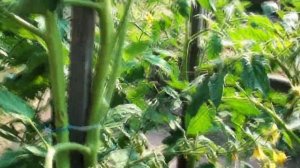 Томат Матина простой универсальный с классическим помидорным вкусом