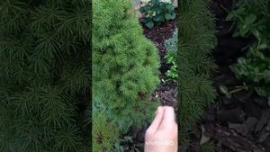 Клещ на Конике. Чем обработать от клеща?