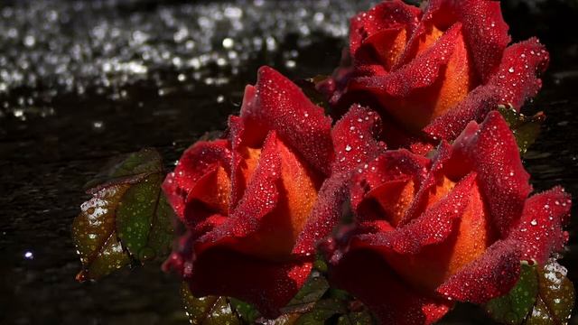 ТЁМНЫЕ АЛЛЕИ РОЗ смотреть онлайн