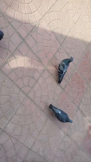 Танец голубей)))) смотреть онлайн