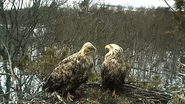 Защита гнезда смотреть онлайн