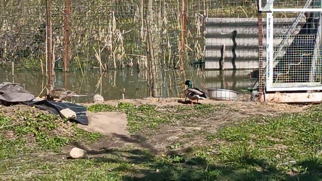 Рамки и утки. Тысячу за день смотреть онлайн