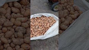 картофель Оксана 03.09.2024г.