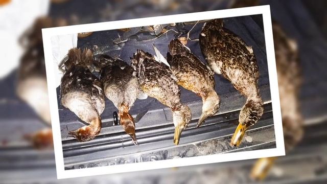 Осенняя охота в фотографиях 2022г. смотреть онлайн