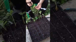 Посадка кассетной рассады клубники Кабрилло.