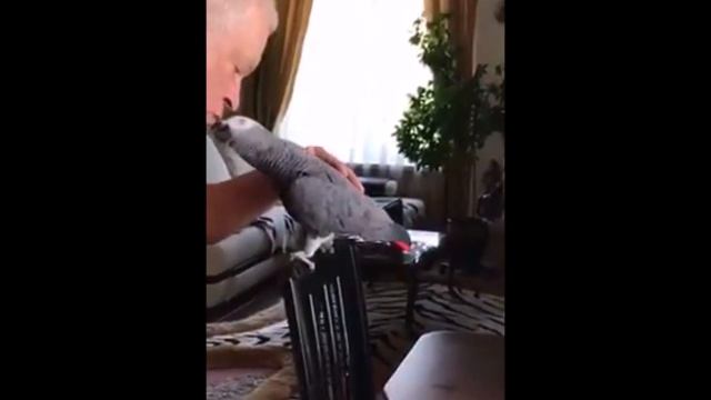 Попугай Жора в классическом треугольнике смотреть онлайн