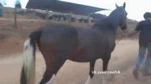 Здоровяк пытается залезть на лошадь