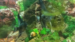 Скалярии черные пиной