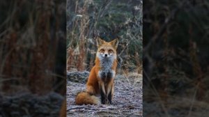 аудио рассказ : " Лиса"