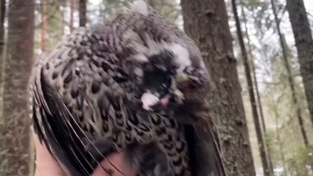 Ibanez!!!Наставление по охоте на рябчика с манком! смотреть онлайн