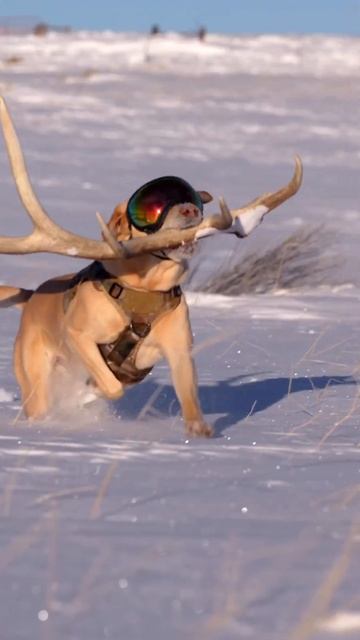 Апорт, дрессировка собак, оленьи рога смотреть онлайн